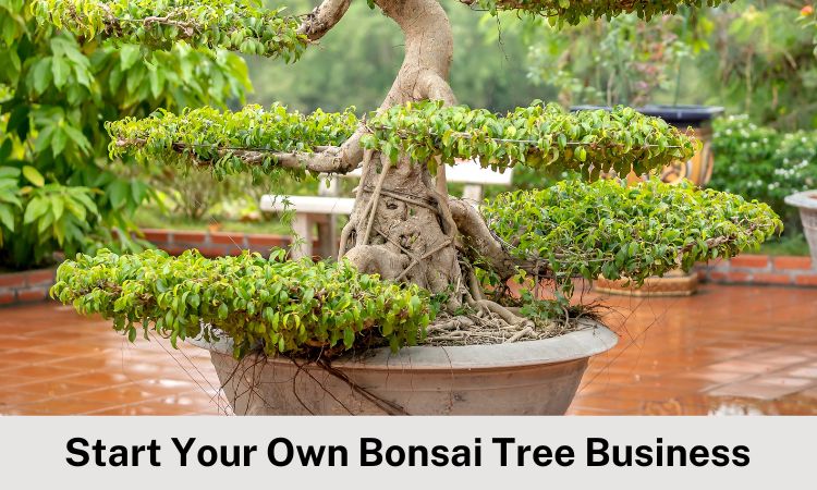 how-to-start-your-own-bonsai-tree-business-hero-image