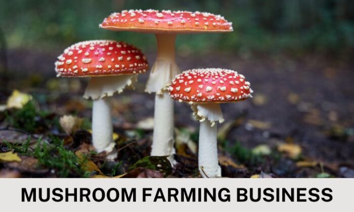 how-to-start-mushroom-farming-business-plan-hero-image